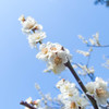 春の花