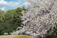 桜