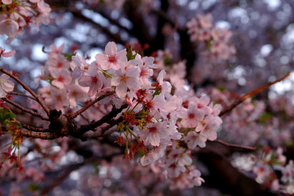 桜