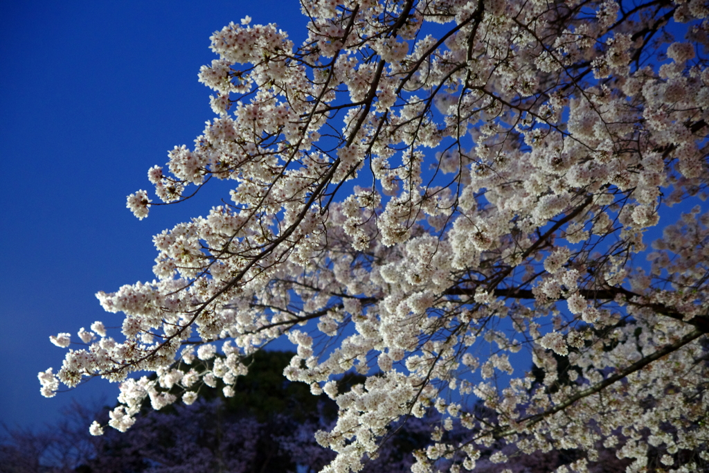 夜桜