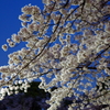 夜桜