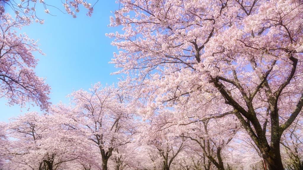 大石寺の桜