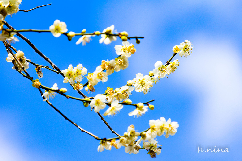 梅の花