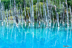 青い池