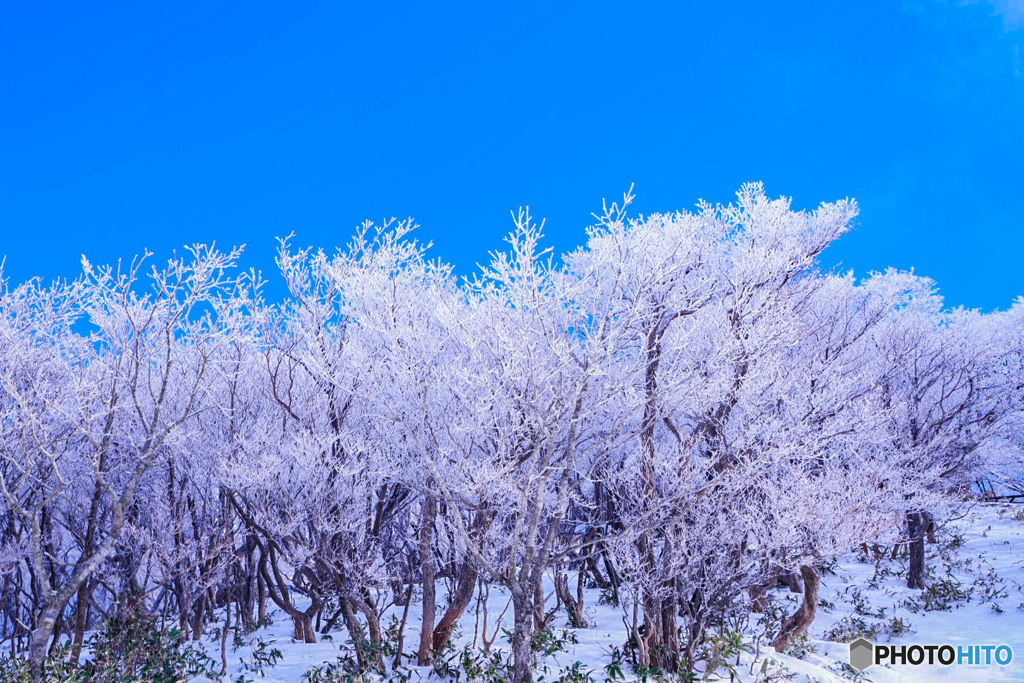 樹氷