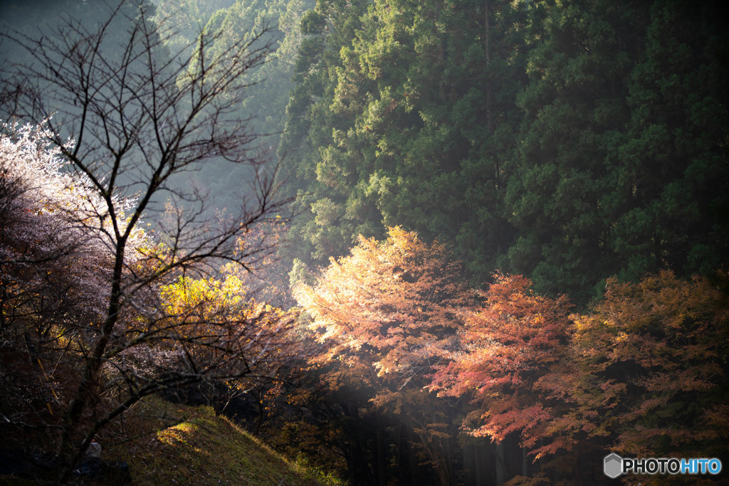 山のお目覚め