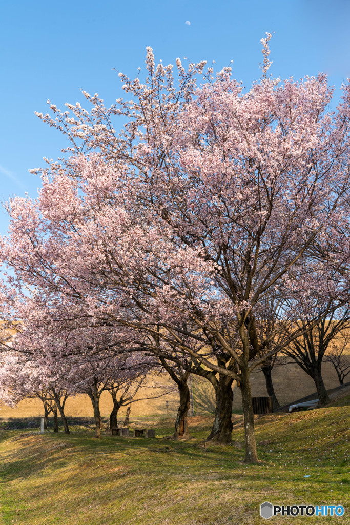 三好池桜