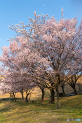 三好池桜