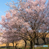 三好池桜