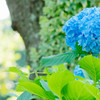 紫陽花