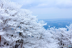 樹氷その２