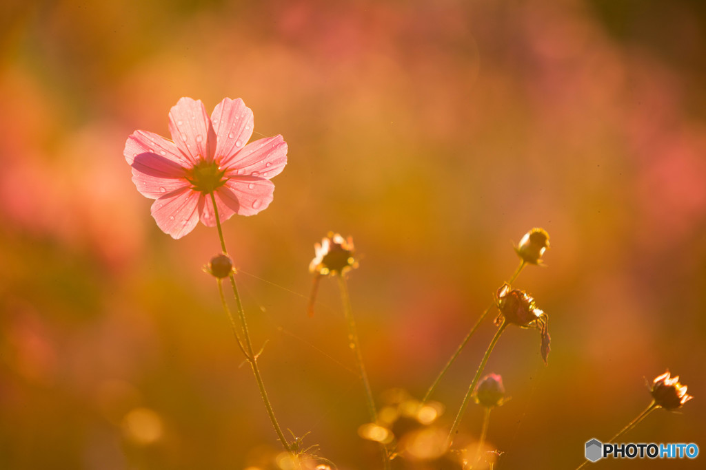 輝く秋桜