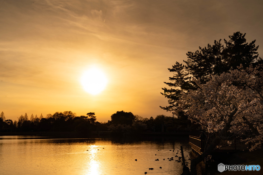 夕日と桜