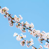花見4
