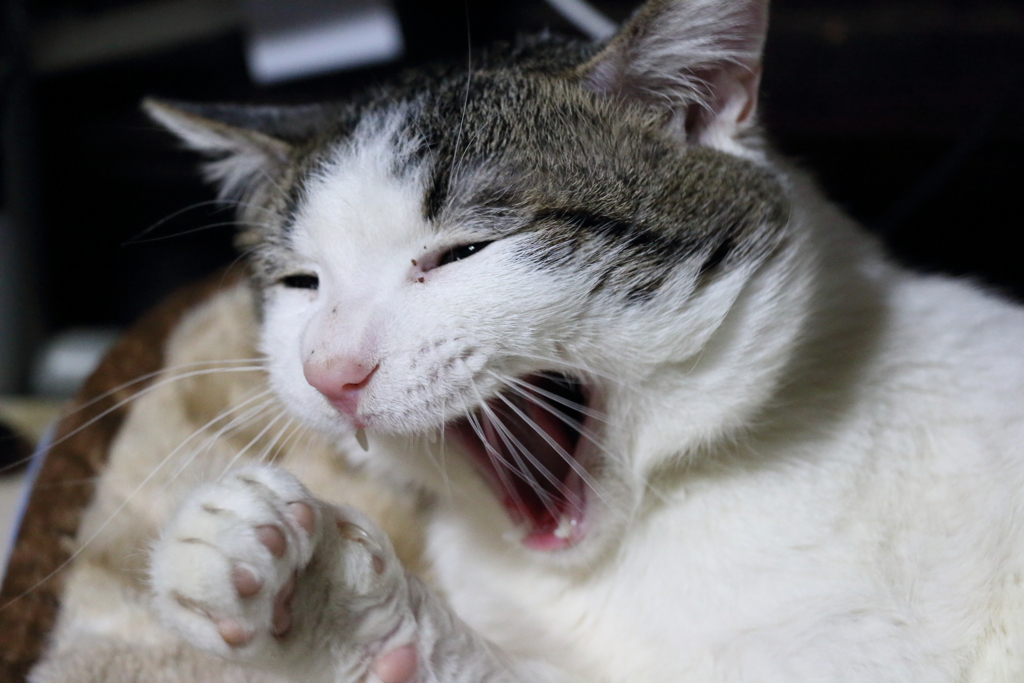 我が家のお猫様其の肆