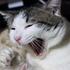我が家のお猫様其の肆
