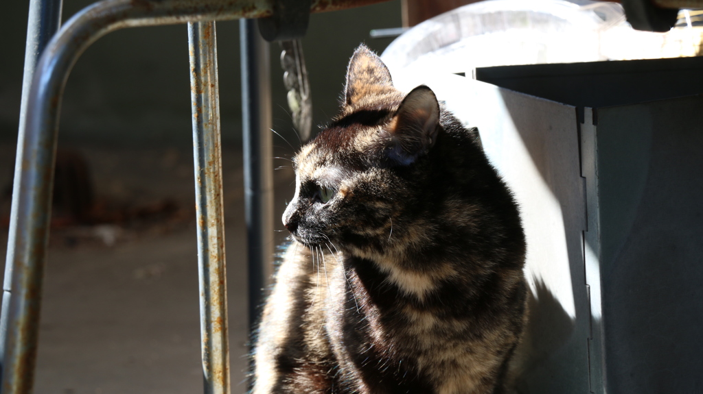 我が家のお猫様其の壱