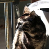 我が家のお猫様其の壱