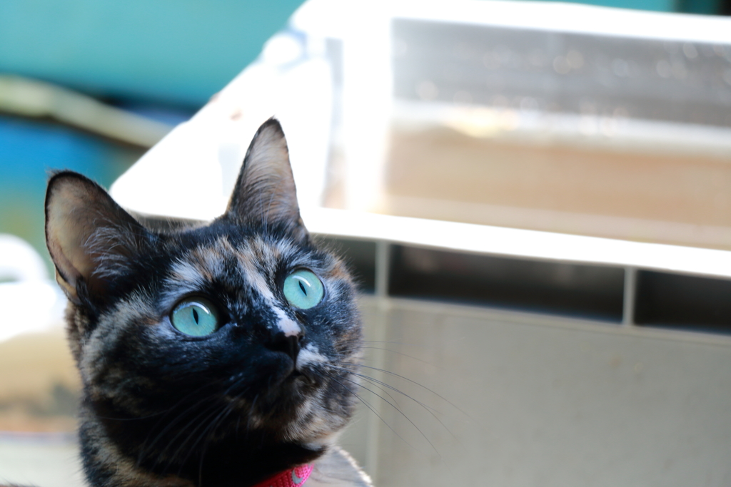 我が家のお猫様其の参