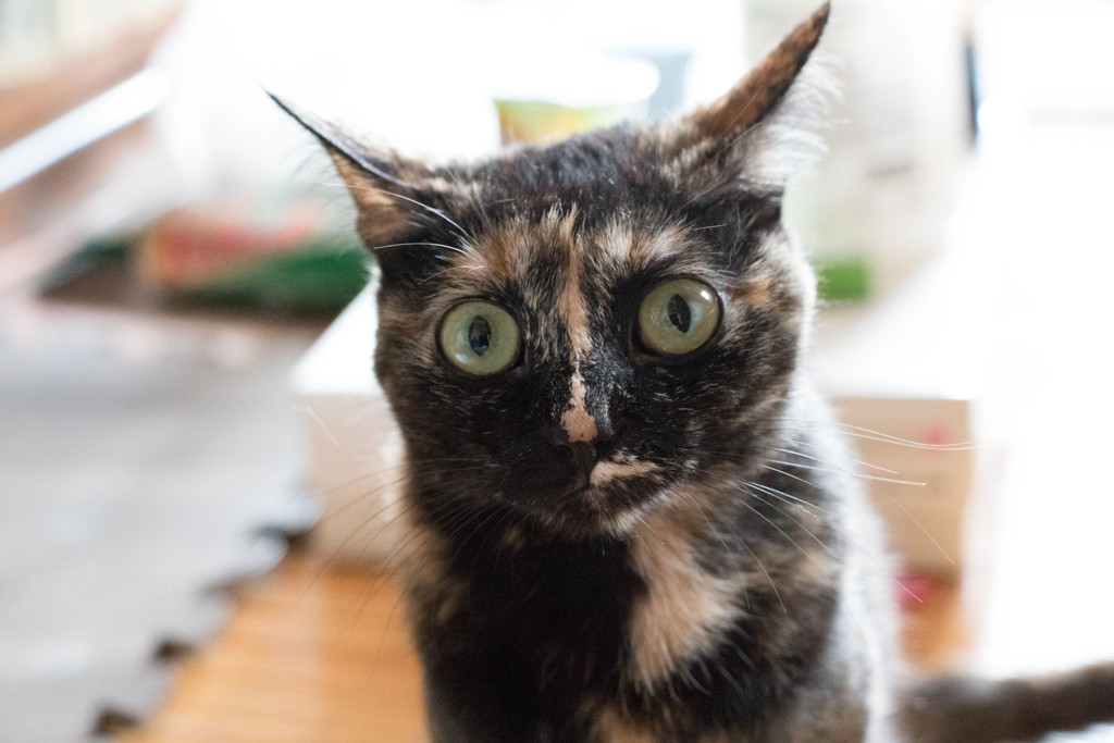 我が家のお猫様其の伍
