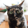 我が家のお猫様其の伍
