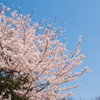 花見1