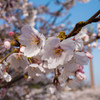 花見3