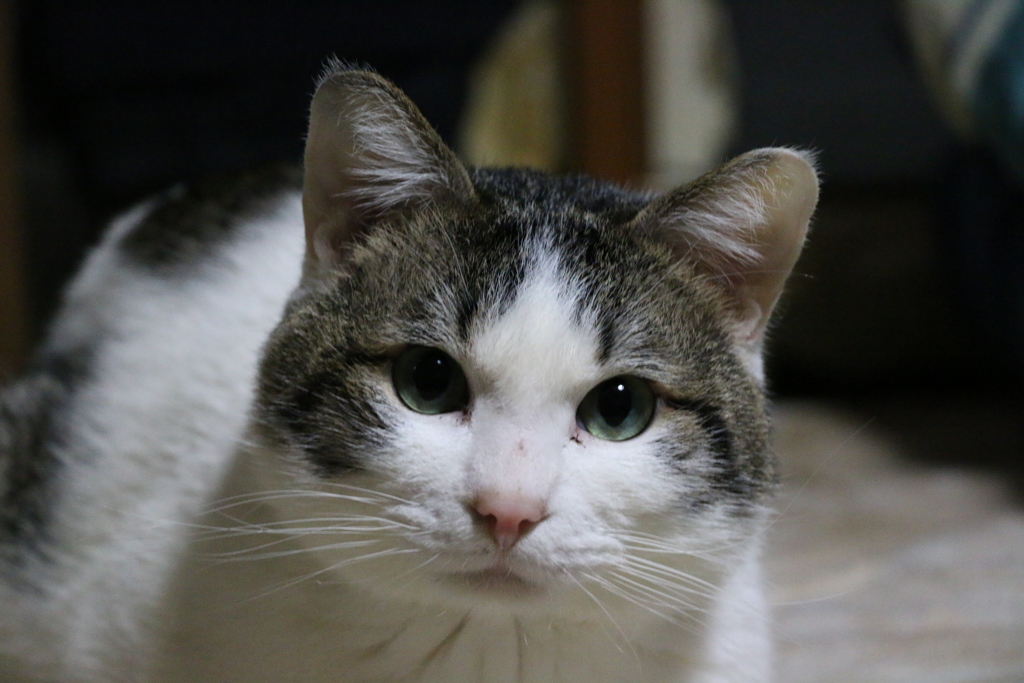 我が家のお猫様其の弐