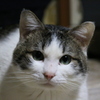我が家のお猫様其の弐