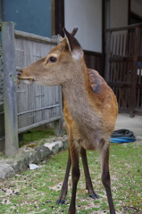 宮島