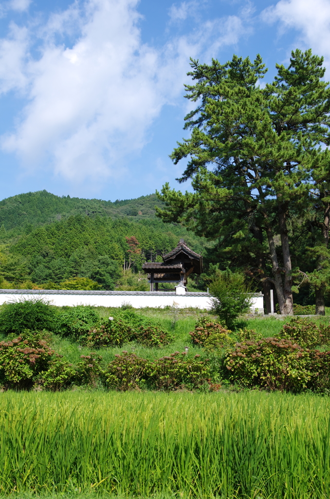 松平郷・高月院