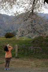 わに塚の桜　昔の写真から３