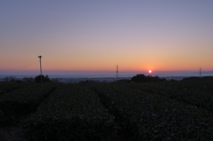 茶畑と夕日