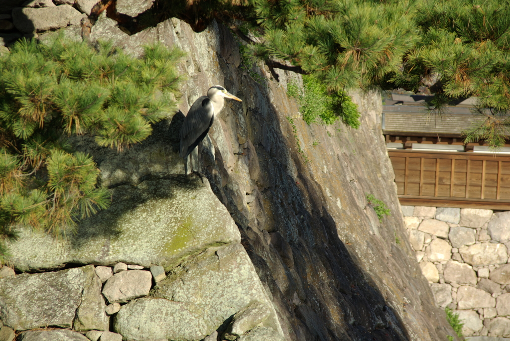 石垣に立つ鷺