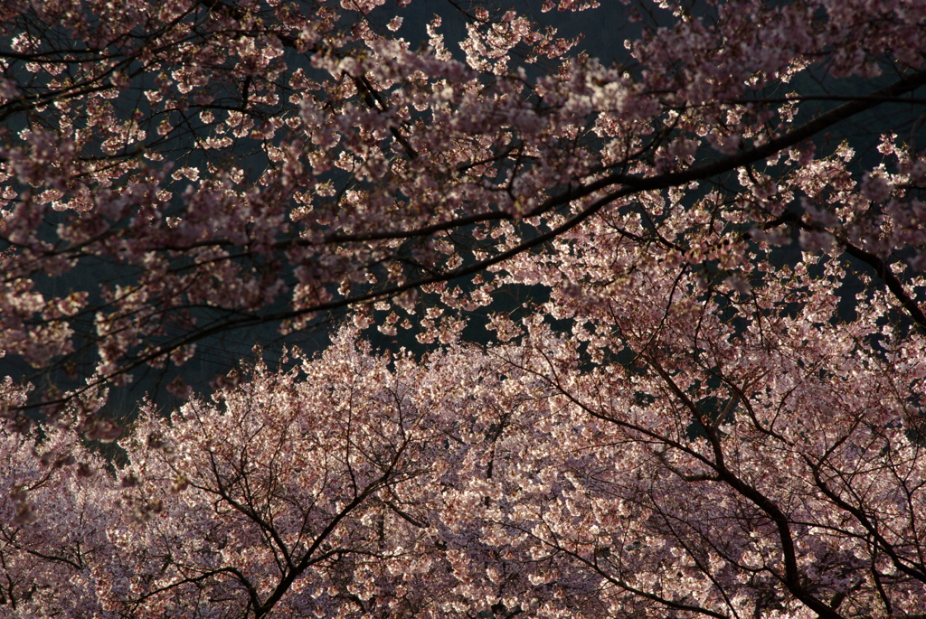 桜