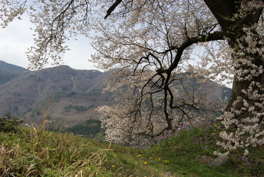 わに塚の桜　昔の写真から２