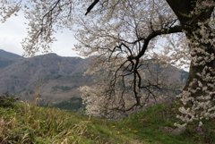 わに塚の桜　昔の写真から２