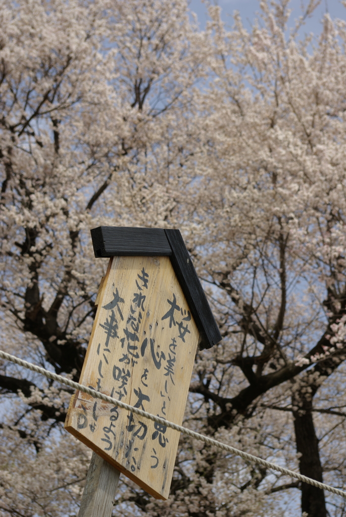 わに塚の桜　昔の写真から４