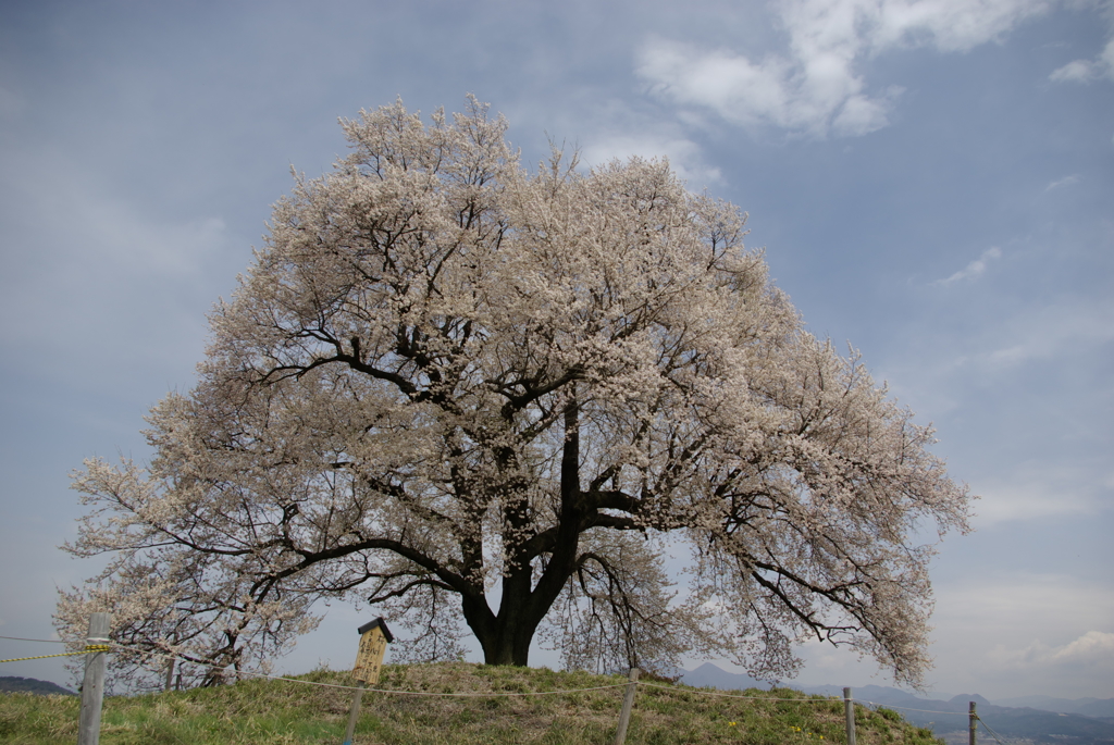 わに塚の桜　昔の写真から１