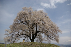 わに塚の桜　昔の写真から１