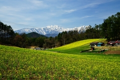 菜の花、山