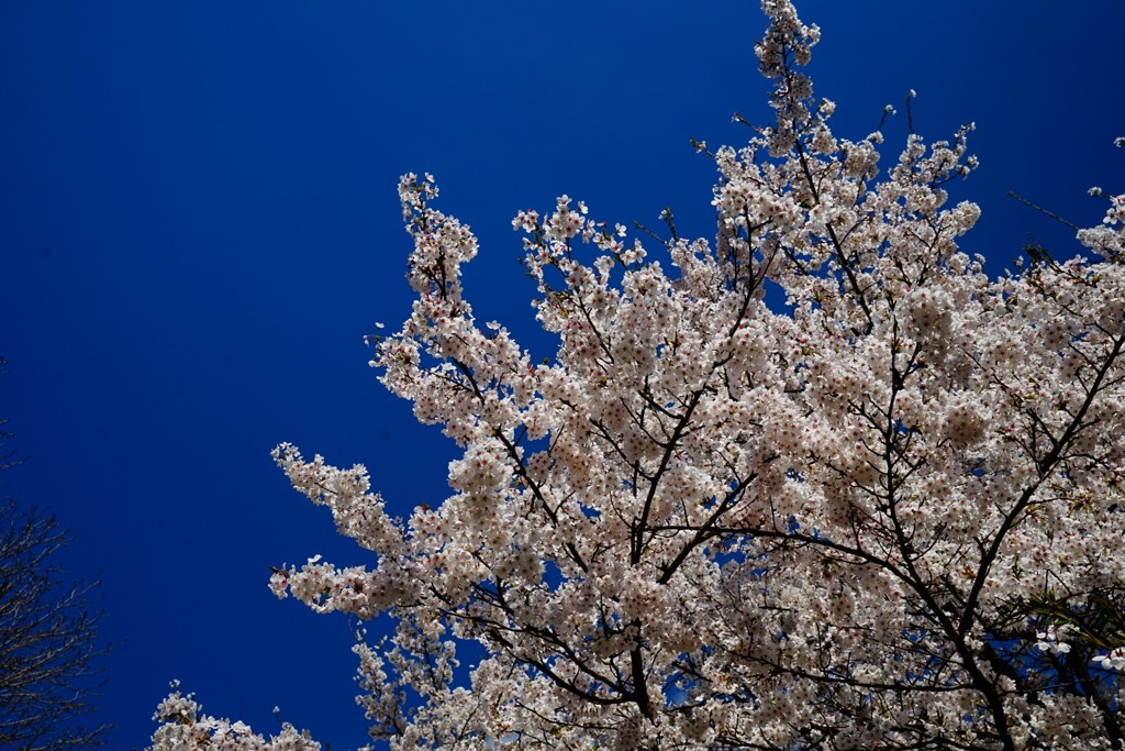 そろそろ桜も終わり