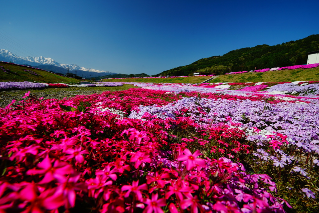 芝桜