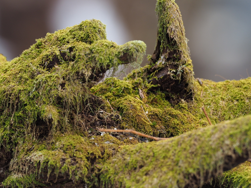 苔の生えた倒木