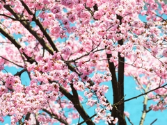 湖畔の桜