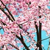 湖畔の桜