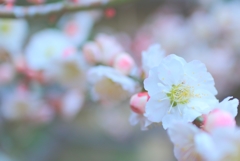 梅の花