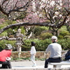 春爛漫