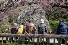 梅を愛でて