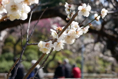 池上梅園